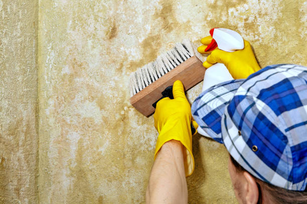Best Attic Mold Removal  in Lawrenceville, NJ