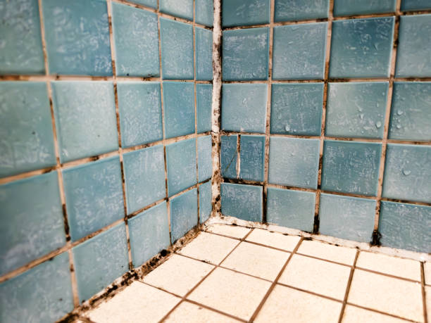 Best Asbestos and Lead Testing During Mold Inspection  in Lawrenceville, NJ
