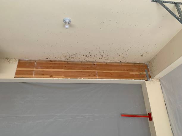 Best Environmental Consulting for Mold Prevention  in Lawrenceville, NJ