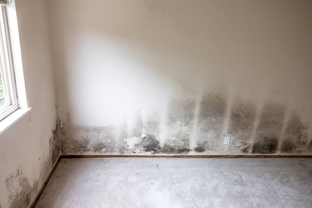 Best Comprehensive Air Testing for Mold Contaminants  in Lawrenceville, NJ