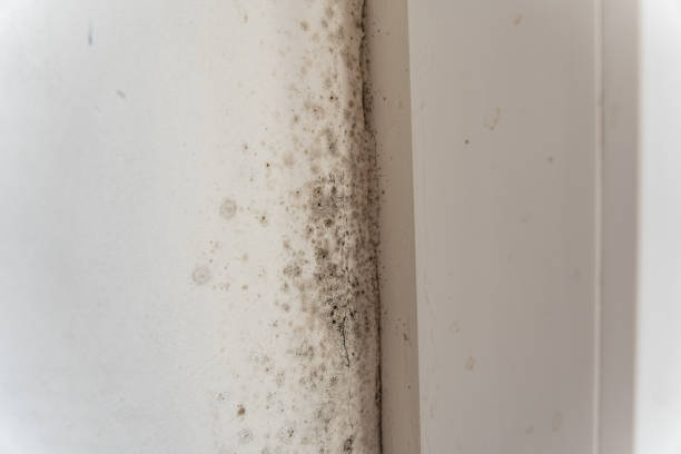Best Mold Documentation for Insurance Claims  in Lawrenceville, NJ